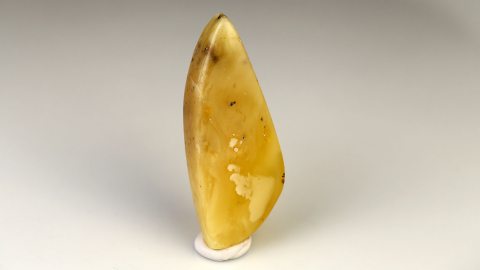 Baltischer Bernstein von Hand poliert