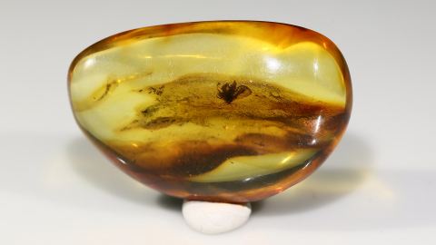 Baltischer Bernstein