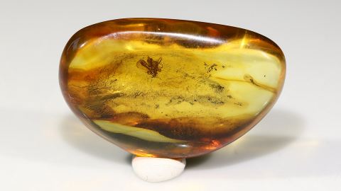 Naturbernstein honiggelb