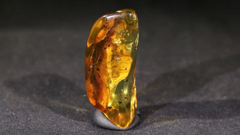 Modifizierter Bernstein