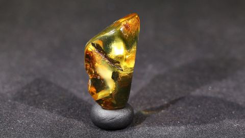 Modifizierter Bernstein