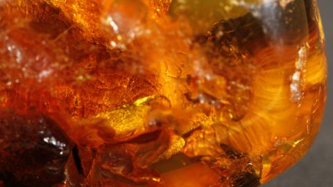 Eichenblatt im Bernstein 