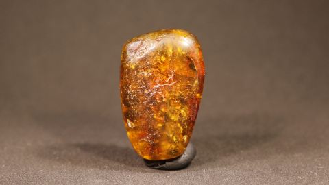 Baltischer Bernstein, Einschlüssen, Pflanzenresten und Humuserde