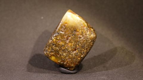 Baltischer Bernstein Pflanzenreste