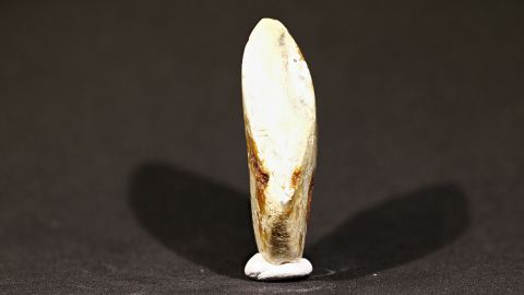 Bernstein braunweiß