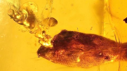 Gecko als Einschluss im Bernstein