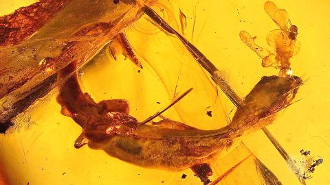 Gecko als Bernstein Inkluse