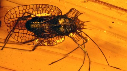 Tingiphatnoma suchorskii als eine neue Art in der Familie der Gitterwanzen (Tingidae)