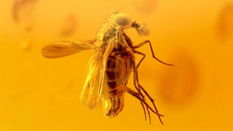 Phoresie im Baltischen Bernstein, Phoresie als Einschluss