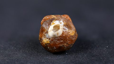 Baltischer Bernstein mit Seepocken