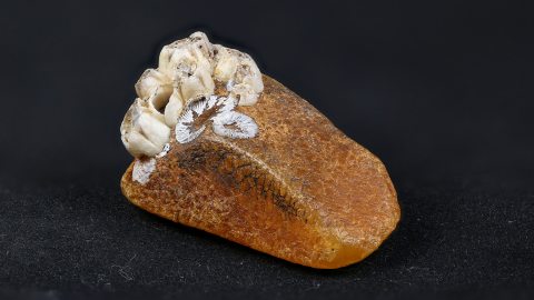 Seepockenbewuchs