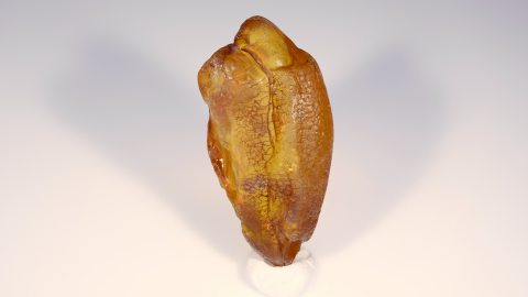 Baltischer Bernstein