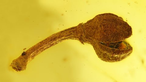 Blüte aus der Familie der Heidekrautgewächse als Einschluss im Bernstein