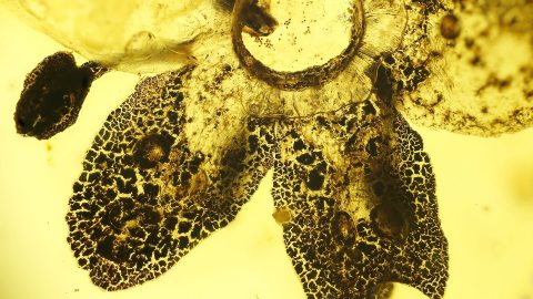 Knospe aus der Familie der Rosengewächse (Rosaceae) im Bernstein