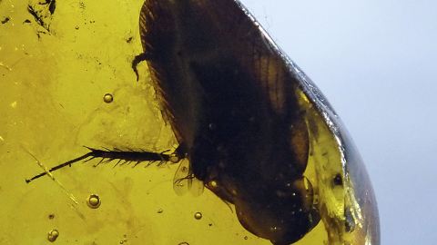 Kakerlake als Bernstein Inkluse