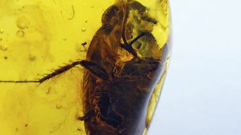 Kakerlake im Bernstein