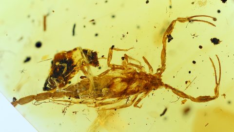 Skorpion als Inkluse, Palaeoburmesebuthidae als Einschluss im Bernstein