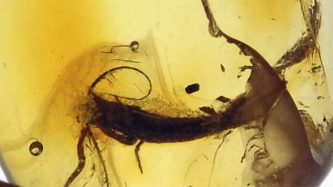 Silberfischchen als Einschluss im Bernstein