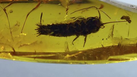 Fischchen als Einschluss