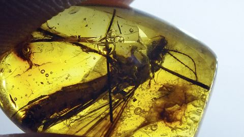 Schnaken als Inkluse