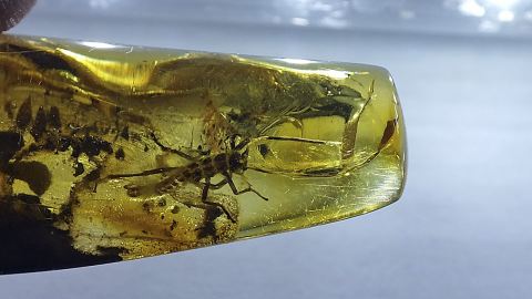 Doppelschwanz als Bernstein Einschluss