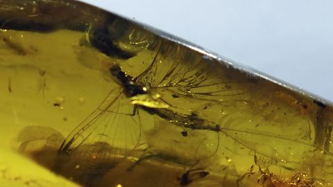 Eintagsfliege als Inkluse