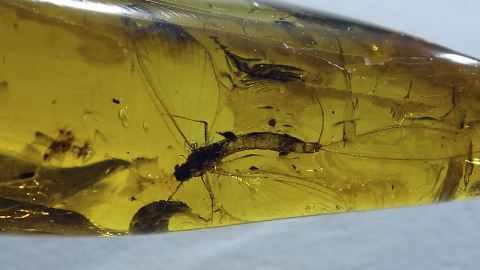 Eintagsfliege als Einschluss