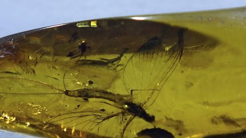 Eintagsfliege als Bernstein Einschluss