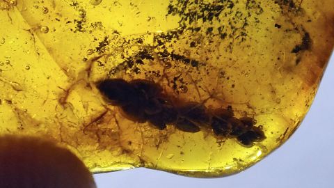 Thuja als Bernstein Einschluss