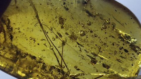 Nadeln eines Nadelholzgewächses als Einschlüsse