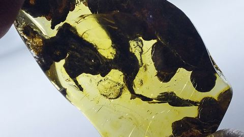 Flechte als Inklusen in einem Baltischen Bernstein
