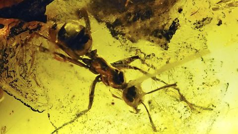 Ameisen im Bernstein