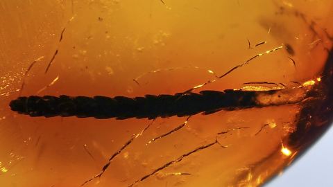 Thuja als pflanzlicher Einschluss