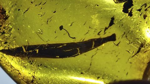 Blatt als Inklusen
