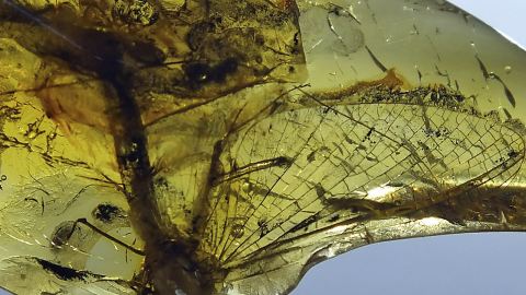 Netzflügler als Inkluse