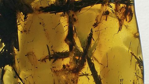 Gräser als Einschlüsse im Bernstein