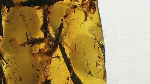 Gräser im Bernstein