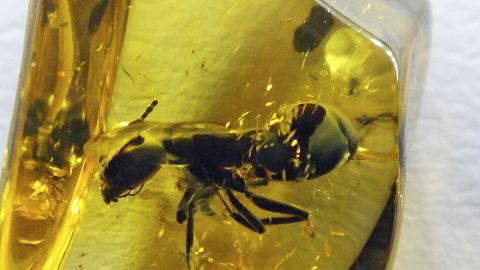 Bernstein mit Ameisen