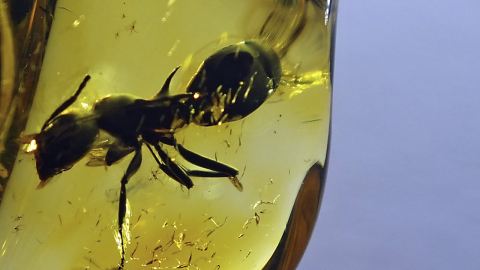 Bernstein Einschlüsse Ameisen