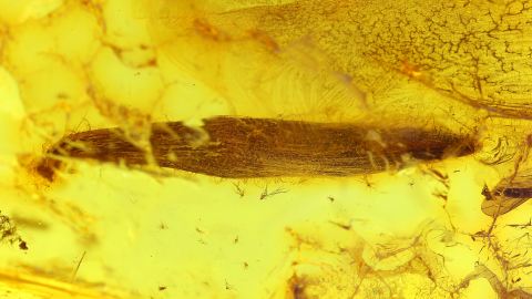 längliches Blatt als Einschluss im Baltischen Bernstein