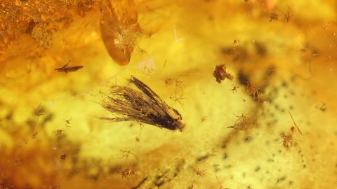 Blüte als pflanzlicher Einschluss im Baltischen Bernstein 