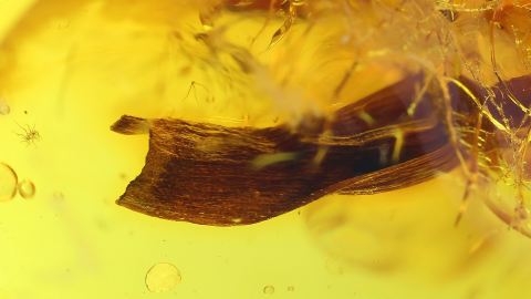 Blattals pflanzlicher Einschluss im Bernstein