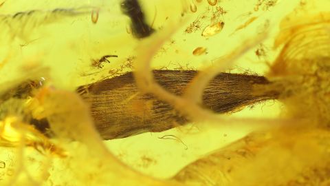 Längliches Blatt behaart als Inkluse im Bernstein 