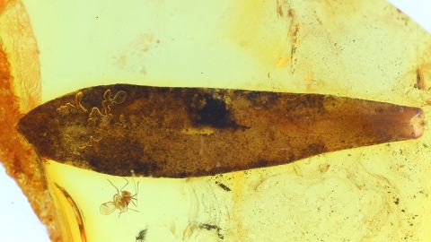 Längliches Blatt mit sichtbarer Zellstruktur als Einschluss