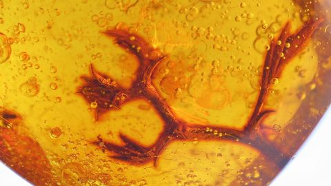 Spross mit Blüten im Bernstein