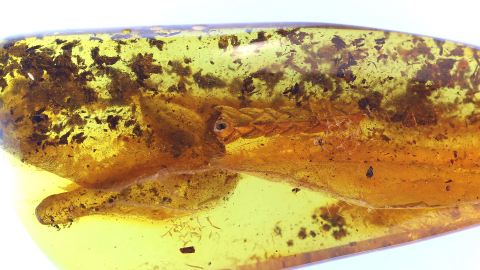 Thuja-Zweig mit Zapfen als Einschluss im Baltischen Bernstein