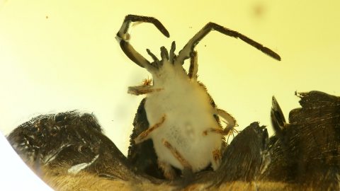 Zecke als Einschluss im Baltischen Bernstein