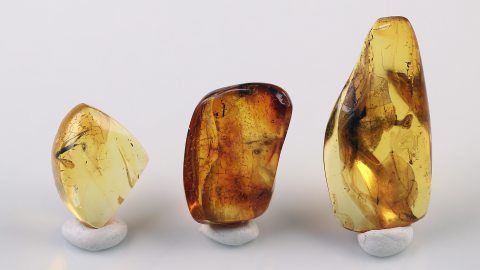 Bernstein Einschlüsse Set bestehend aus drei Baltischen Bernsteinen