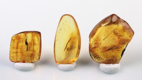 Bernstein Einschlüsse Set bestehend aus drei Baltischen Bernsteinen
