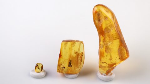 Bernstein Einschlüsse Set bestehend aus drei Baltischen Bernsteinen